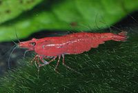 Neocaridina heteropoda