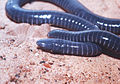 Boettger's caecilian