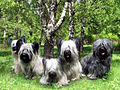 Prick- and drop-eared Skye terriers