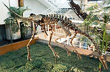 ArchaeornithomimusAsiaticus-PaleozoologicalMuseumOfChina-May23-08.jpg