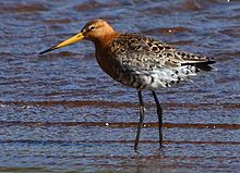 Svarthalespove Limosa limosa