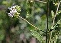 Branching phacelia (Phacelia ramosissima) close