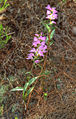 Cephalanthera rubra