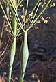 Eriogonum inflatum, inflated stem node