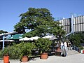 Mannheim Luisenpark Planzenschauhaus (botanic house)