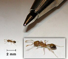 The tiny pharaoh ant (Monomorium pharaonis) is a major pest in hospitals and office blocks; it can make nests between sheets of paper