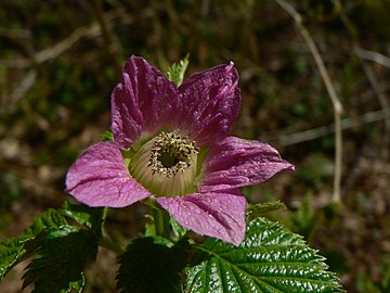 Miaren oren (Rubus spectabilis)