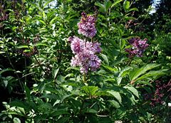 Description de l'image Syringa-josikaea-flowering.JPG.