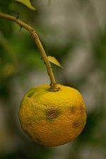 Miniatura para Citrus ichangensis × Citrus reticulata var. austera