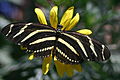 Image 33The zebra longwing butterfly (from Wildlife of Costa Rica)