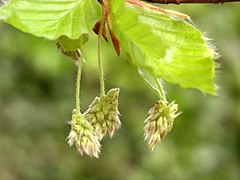 La floraison intervient alors que la feuillaison est encore en train de se déployer