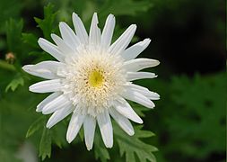 Argyranthemum frutescens'