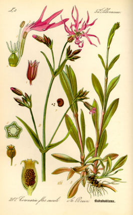 Silene flos-cuculi