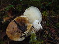 Lactarius bertillonii