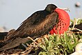 male displaying