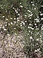 Nude buckwheat (Eriogonum nudum)