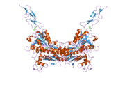 2e4w: Crystal structure of the extracellular region of the group II metabotropic glutamate receptor complexed with 1S,3S-ACPD