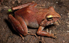 April 4: Platymantis cagayanensis.