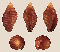 Pseudonebularia tabanula, shell