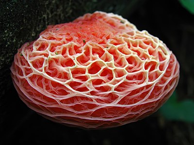 Rhodotus palmatus, by Dan Molter