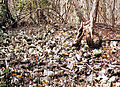 Shell midden left behind by Native Americans