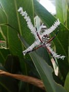 Argiope argentata