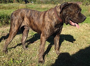 Presa Canario