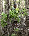 Tendu Patta (Leaf) collection in Chhattisgarh, India.