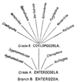 Diagramme pour montrer la division de la grande branche Enterozoa en deux grades et les Phyla qui en sont issus, d'après Lankester (1911)[15].