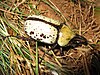 A large, pale yellow beetle with two large black horns projecting forwards