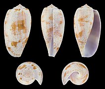 Conus tulipa (Tulip Cone), shell