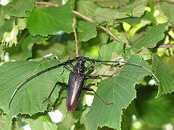 Cerambyx cerdo cerdo Linnaeus, 1758