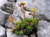 Saxifraga hohenwartii