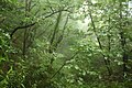 Waldweg zum Seokguram, Gyeongju