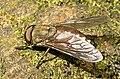 Lalat pikat dari Western Ghats, India