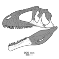 Tyrannotitan skull reconstruction