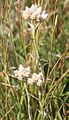 Pussytoes (Antennaria rosea) in flower