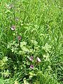 Common mallow]]