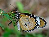 A Tiger with a brush-like tail :) JKadavoor Jee 06:54, 10 August 2013 (UTC)