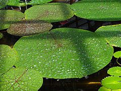 Hábito da planta.