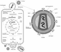 Aufbau und Vermehrung des HIV-Virus (schematisch) (von Beyer)