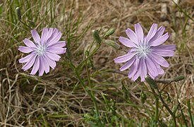 Lactuca perennis