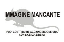 Immagine di Mus musculus chinensis mancante