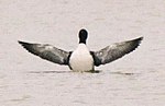 Svartnäbbad islom fotograferad vid Stakhólstjörn på Island.