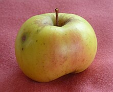 La "Chanzy", variété de pomme spécifique au pays de Massiac.