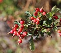 Woods rose (Rosa woodsii), hips (fruit)