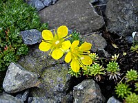 Saxifraga × eudoxiana