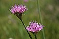 Swamp onions (Allium validum), flower closeup