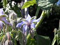 Borago officinalis