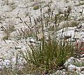 Talus sedge (Carex congdonii) plant